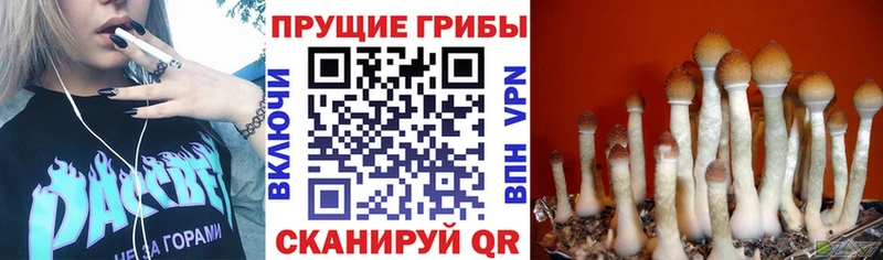 Галлюциногенные грибы MAGIC MUSHROOMS  хочу наркоту  Ардатов 